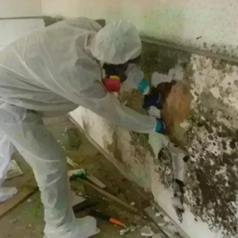 Mold Remediation and Removal in Rockcastle County, KY